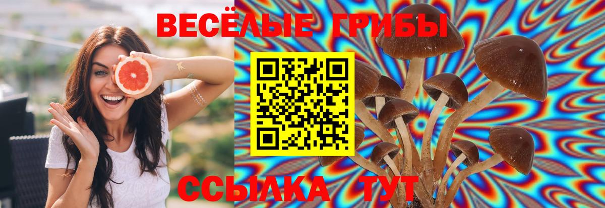 Галлюциногенные грибы Cubensis Тихвин